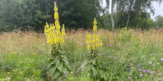 Kunst & vild natur